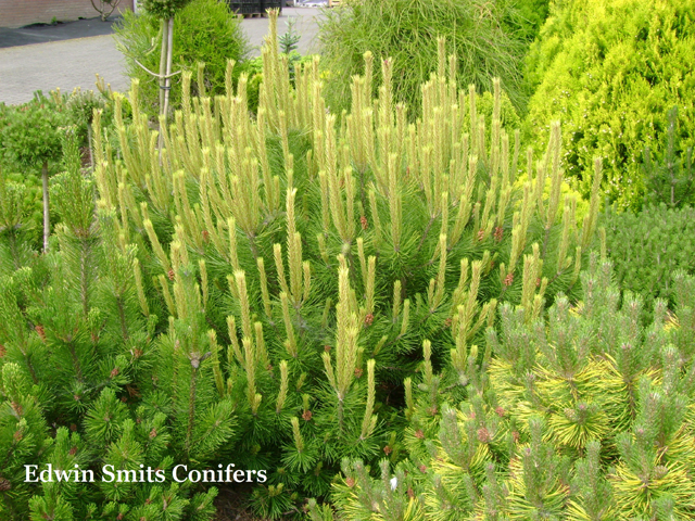 Pinus mugo 'Frohling's Gold'